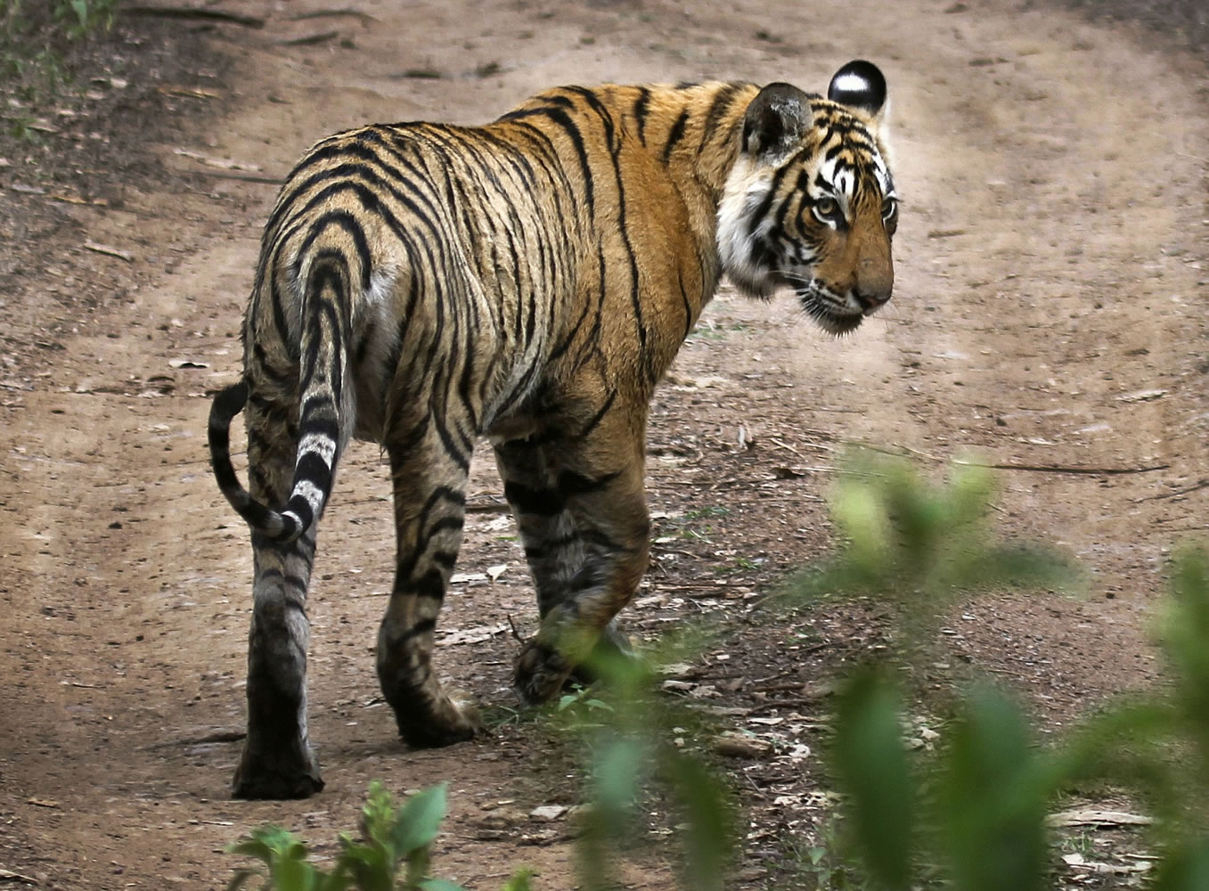 A tiger walks Sunday at the Ranthambore National Park in Sawai Madhopur, India. India's tiger population has gone up 30 percent in just four years. The government lauded the news as astonishing evidence of victory in conservation. But independent scientists say such an increase -- to 2,226 big cats -- in so short a time doesn't make sense. They worry an enthusiastic new government under Prime Minister Narendra Modi is misinterpreting the numbers, trumpeting false claims of a thriving tiger population that could hurt conservation in the long run.