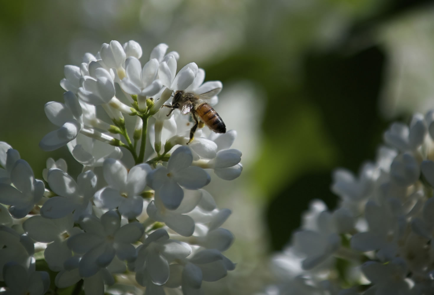 A bee gathers pollen from Crystal lilacs during Lilac Days in Woodland.