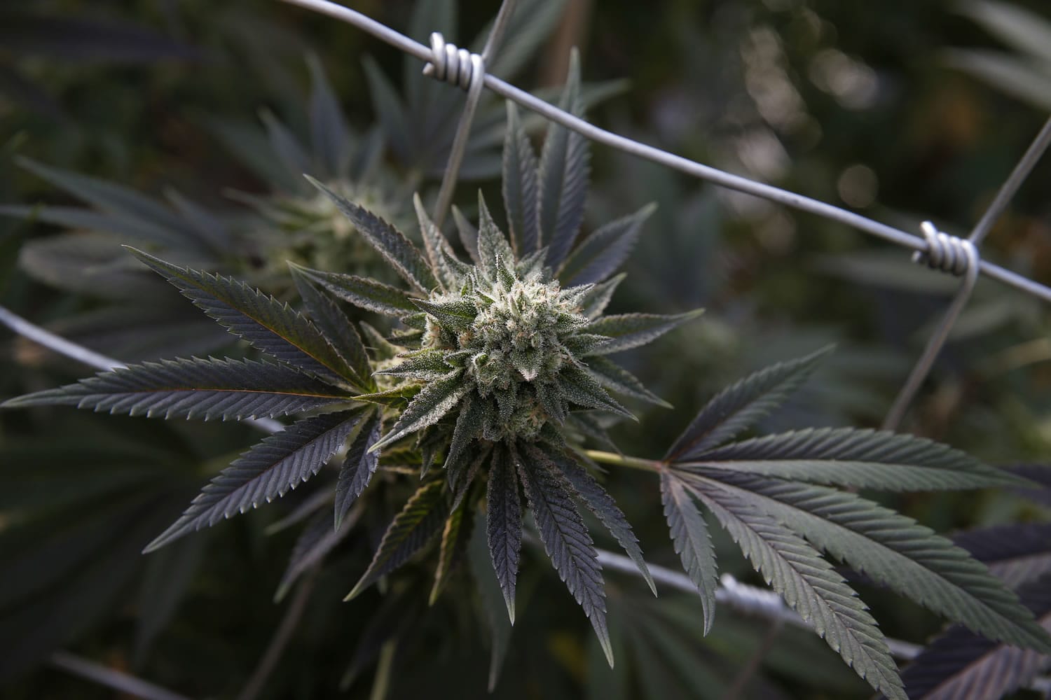 A marijuana plant grows at the River Rock marijuana growing facility in Denver.