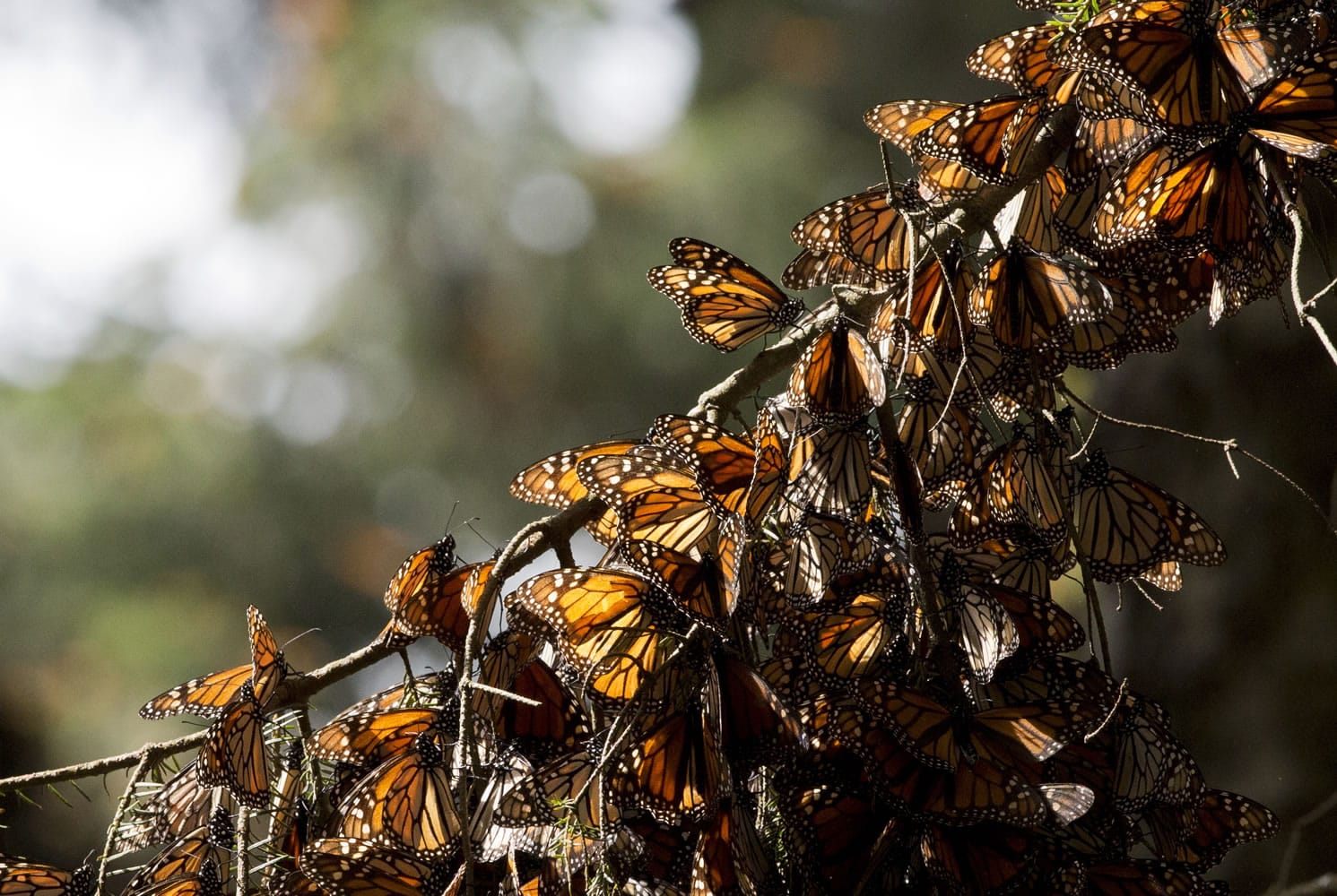 FILE - In this Jan. 4, 2015 file photo, a kaleidoscope of Monarch butterflies hang from a tree branch, in the Piedra Herrada sanctuary, near Valle de Bravo, Mexico. Illegal logging has almost tripled in the monarch butterfly&iacute;s wintering grounds in central Mexico, reversing several years of steady improvements. Almost all of the loss occurred in San Felipe de los Alzati, in the state of Michoacan, over the past year, while little was lost in 31 other communities, according to a Tuesday, Aug. 25, 2015 announcement by the World Wildlife fund and the Institute of Biology of Mexico&iacute;s National Autonomous University.
