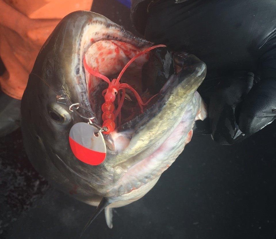 With water temperatures approaching 50 degrees, Columbia River anglers are catching spring chinook on spinners as well as bait.