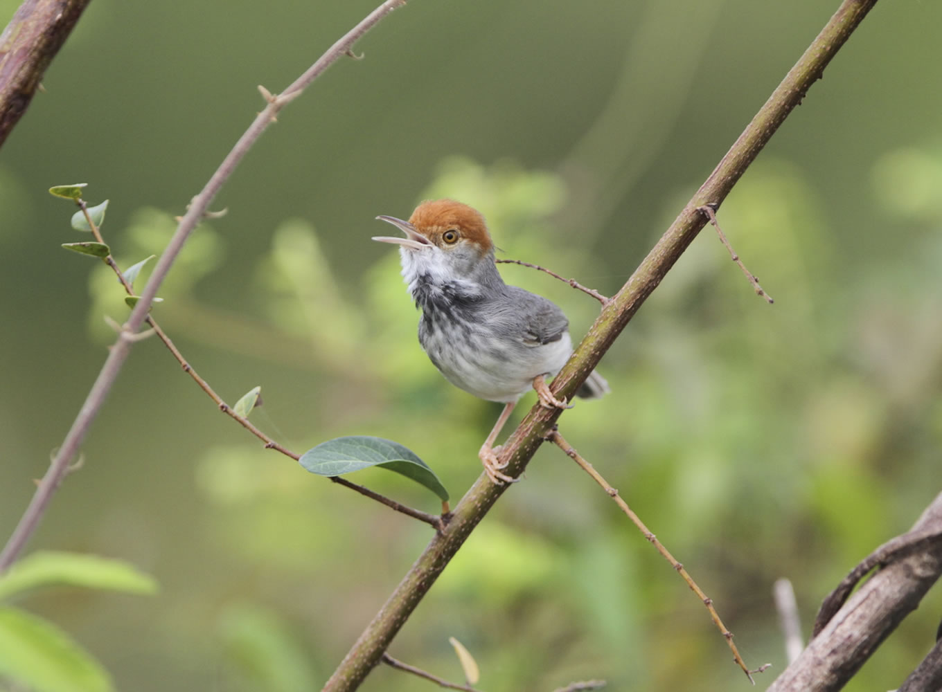 The Cambodian tailorbird -- a small, dark warbler with an orange-red tuft on its head discovered, in Phnom Penh.