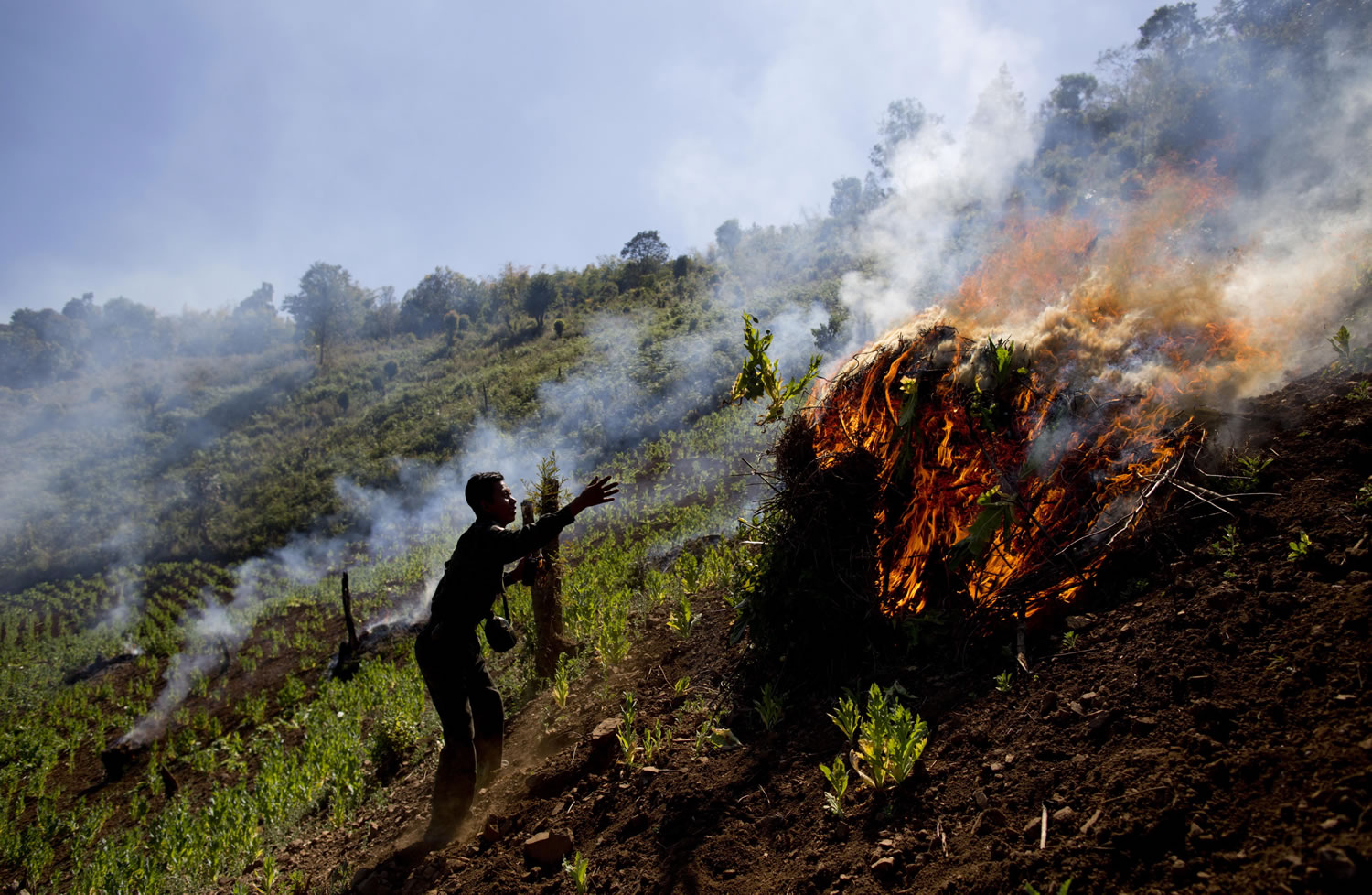 A Taang rebel burns poppy plants in January near Loi Chyaram village, Myanmar, a Taang self-governing area in northern Shan state.