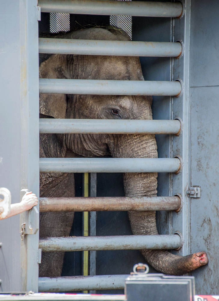 JANICE SVEDA/Smithsonian National Zoo
Kamala, a 39-year-old Asian elephant, arrives Friday at the Smithsonian National Zoo in Washington after a 2,400-mile road trip from the Calgary Zoo in a specially made 10,000-pound crate.