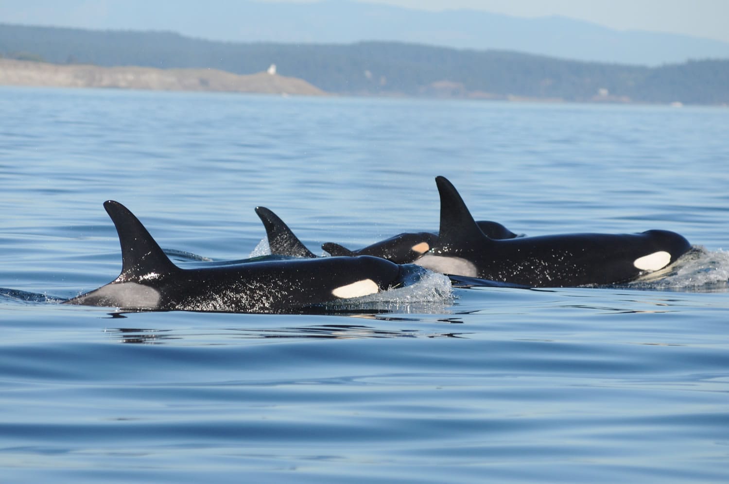 A baby orca swims with two adults Saturday in the waters of Puget Sound near Seattle, Wash. The baby orca is the population's first calf born since 2012.