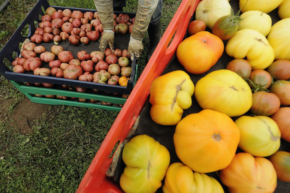 The Columbian files
William Garcia organizes heirloom tomatoes into bins during harvesting at Northwest Organic Farm in 2010 in Ridgefield.