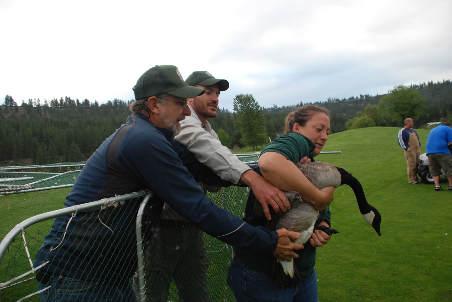 Washington Fish and Wildlife Department biologists Howard Ferguson, left, and Mike Atamian hand off an adult Canada goose to Mikal Moore, the agency's East Side waterfowl specialist, in June 2009.