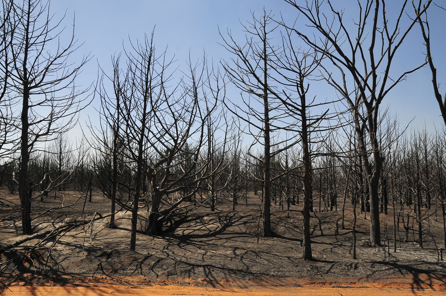 A grove of trees that was destroyed by Sunday's wildfire is left on Monday in Guthrie, Okla.