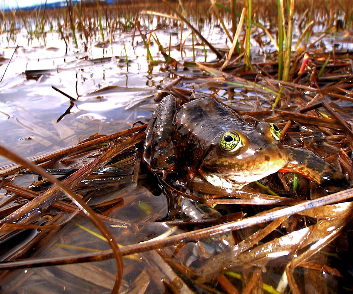 The Oregon spotted frog was listed Thursday as a threatened species.