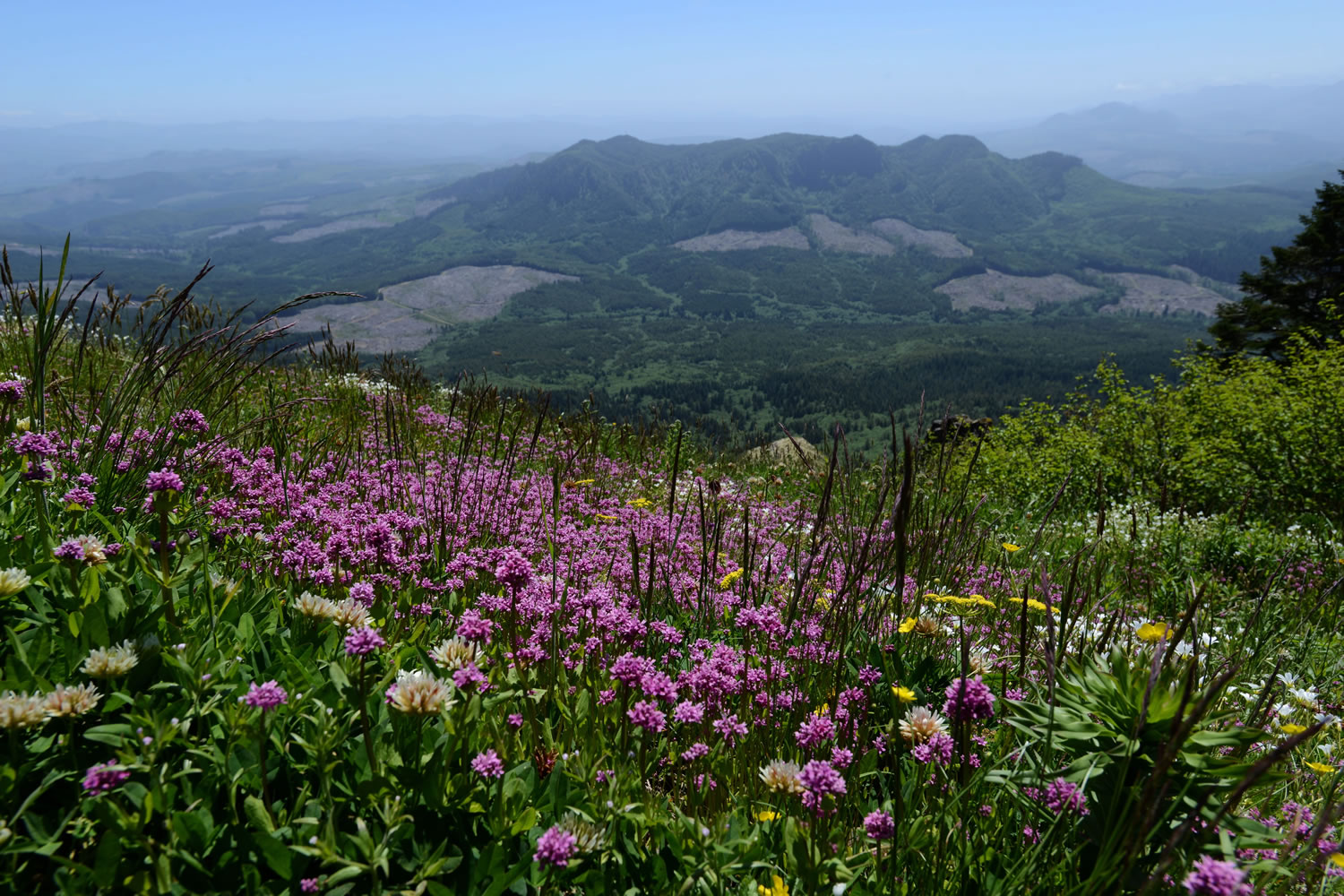 In this June 4, 2014 photo, wildflowers color the trail leading to the summit of Saddle Mountain in the Oregon Coast Range. The 2.5-mile trail to the summit rises 1,600 feet in elevation.