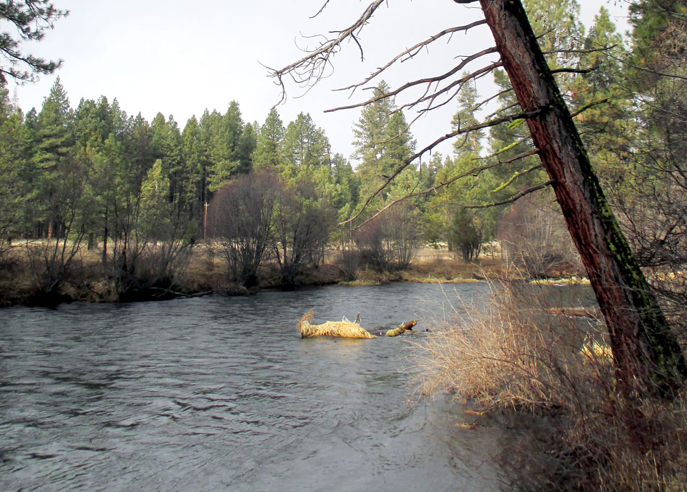 The Metolius River as it flows near Camp Sherman, Ore., earlier this month.