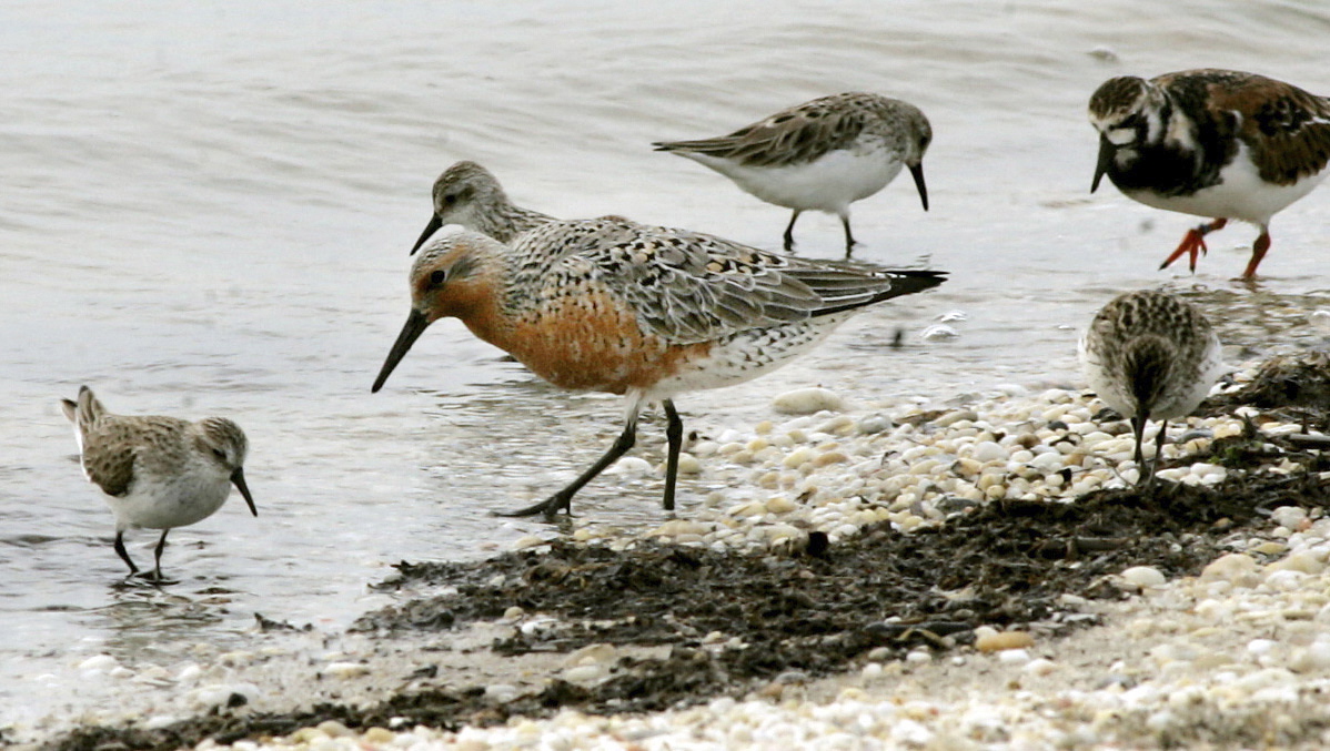 A red knot, center, feeds among ruddy turnstones and sanderlings along the Delaware Bay shoreline in Middle Township, N.J.