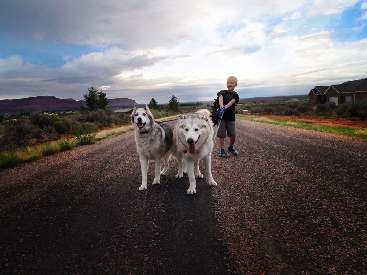 Kindergartner Harry Williams, 7, with his dogs Flora and Gandalf on his way to the bus stop on first day of school in Kanab, Utah.