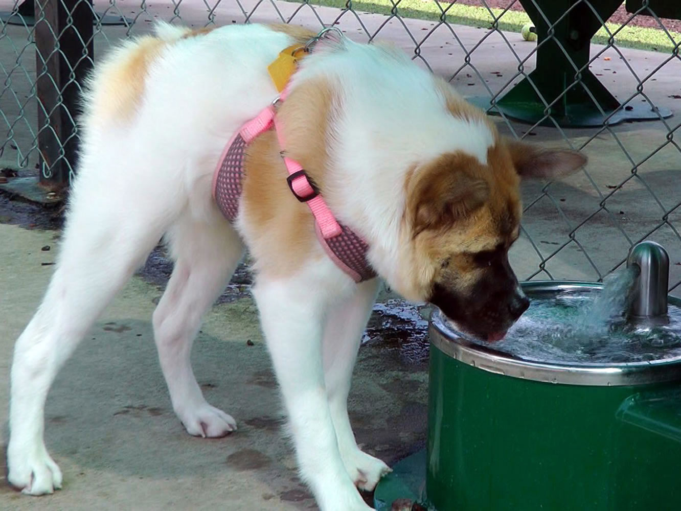 Kim Dillenbecku2019s dog Pig drink water at a park in Alabaster, Ala., on June 17. Born in Atlanta with severe deformities and adopted by the Dillenbeck as a puppy, the mixed-breed dog has gangly legs, a body that appears to have been cut in two and no neck. She hops like a frog to stand up and walks with a high-shouldered gait that resembles a gorilla.
