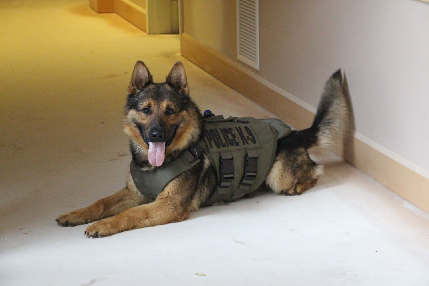 A dog named Ranger wears one of the vests donated to police agencies.