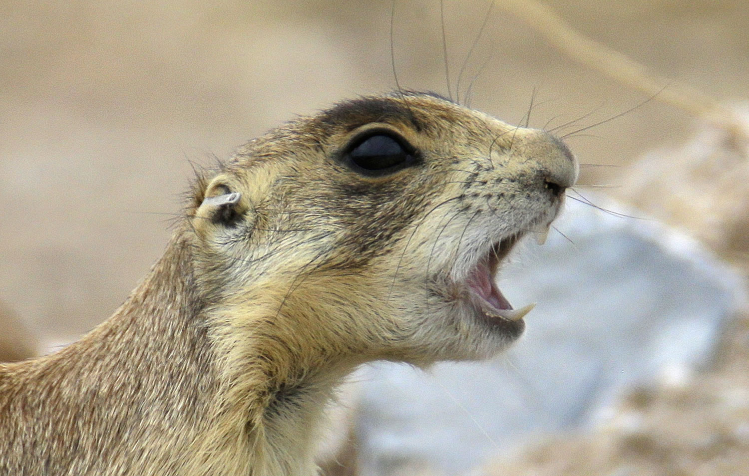 A prairie dog barks in its new colony after being trucked some 25 miles away from Cedar City, Utah. State biologists were out this summer rounding up prairie dogs that have overrun a small Utah town, and moving them.