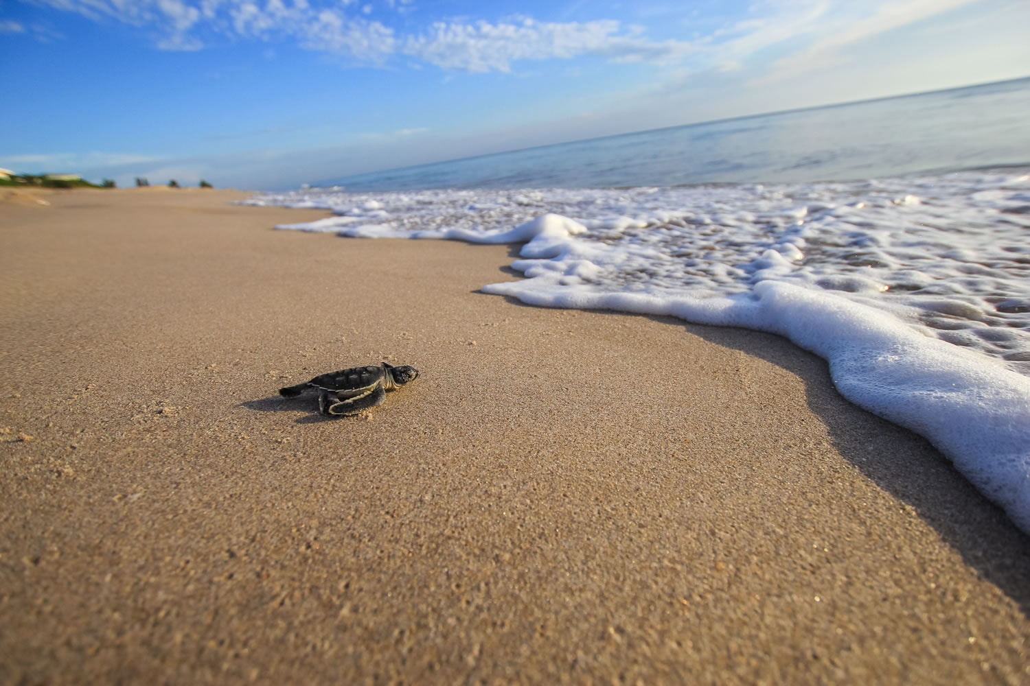 In this Aug. 13, 2015 photo made available by the University of Central Florida, a green turtle hatchling makes its way to the Atlantic Ocean at the Archie Carr Wildlife Refuge in Melbourne, Fla.  Florida's nesting season still has a month to go, but scientist have already counted a record 12,000 nests dug by endangered green turtles. Other turtles have also had a nesting comeback in Georgia, North Carolina and South Carolina.