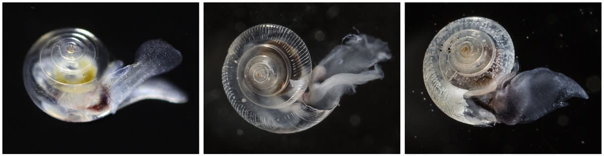 This photo combo shows the smooth shell of a healthy pteropod at left, a pteropod exposed to elevated carbon-dioxide conditions in a laboratory in the center and a shell with holes and pits, also produced by laboratory conditions, at right.