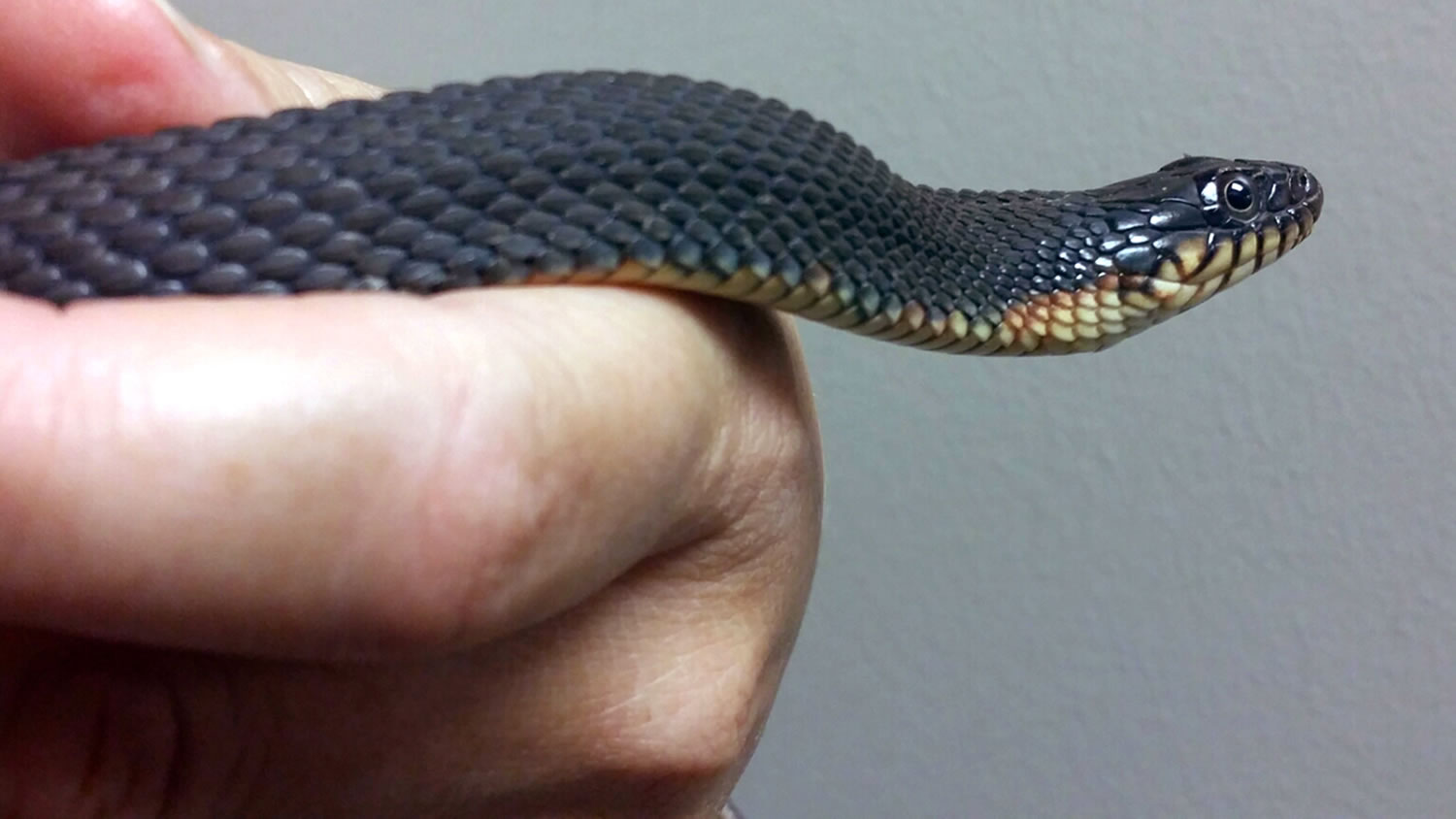 This yellow-bellied water snake at the Cape Girardeau (Mo.) Conservation Nature Center has given birth without a contribution from a male for the second time in two years, conservationists say. The offspring did not survive this summer, but they did in 2014.
