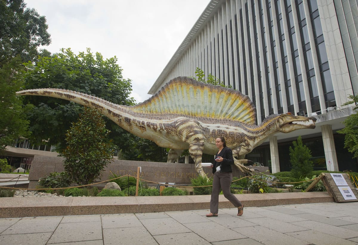 A model of a Spinosaurus dinosaur is on display outside the entrance of the National Geographic Society in Washington.