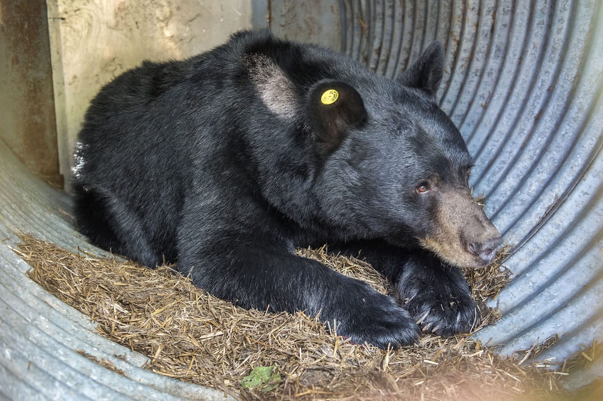 This black bear that had been spotted repeatedly in Tacoma's North End was captured early Thursday in Tacoma. Wildlife Sgt. Ted Jackson says a Karelian bear dog named Spencer corralled the bear Thursday morning near a fast-food restaurant close to the Tacoma Dome.