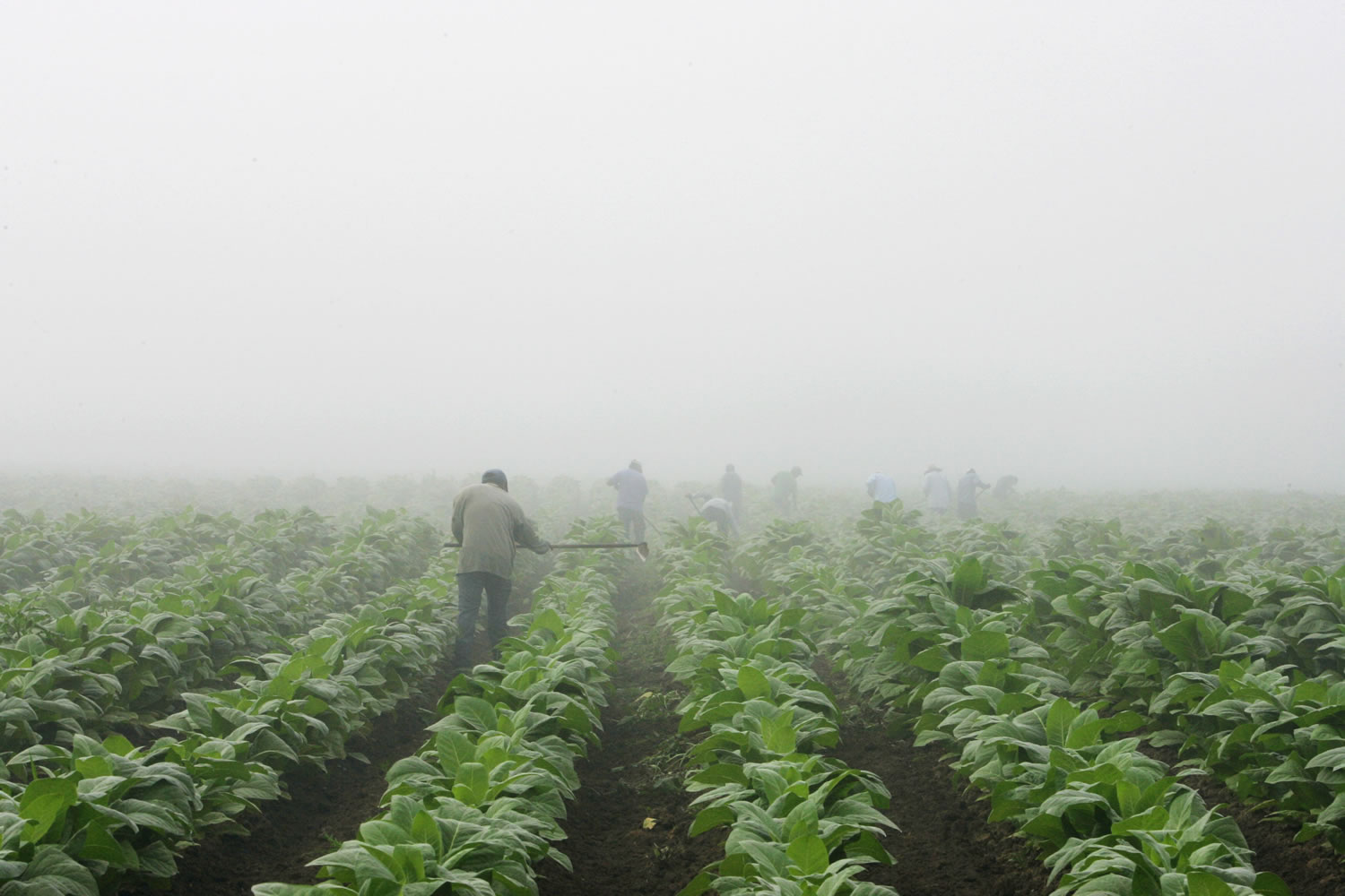 Farm workers make their way across a field shrouded in fog as they hoe weeds from a burley tobacco crop near Warsaw, Ky., in 2008.