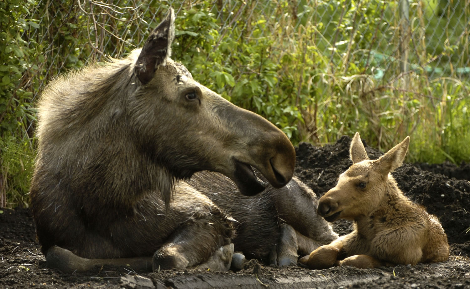 Bill Roth /Anchorage Daily News file
A baby moose rests with its mother north in Anchorage, Alaska. It's the time of year in Alaska when moose are being born, and state biologists once again are reminding people not to touch the calves.