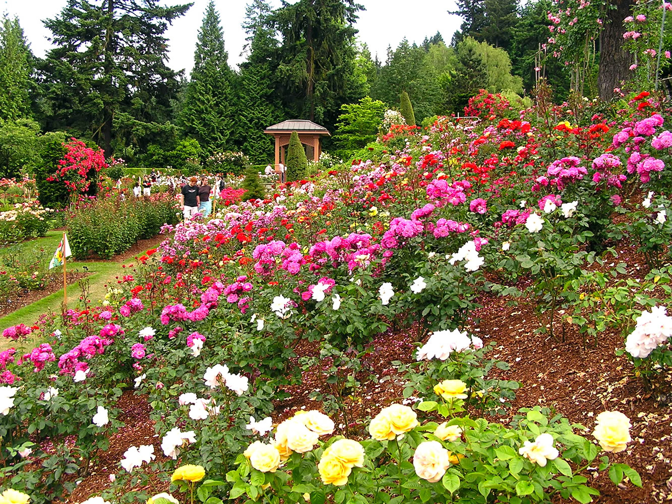 Portland Parks &amp; Recreation
The International Rose Test Garden in Washington Park in Portland was founded during World War I as a way to preserve plants that European hybridists feared might be wiped out in the bombings. This summer marks 100 years since the start of World War I in Europe in 1914.