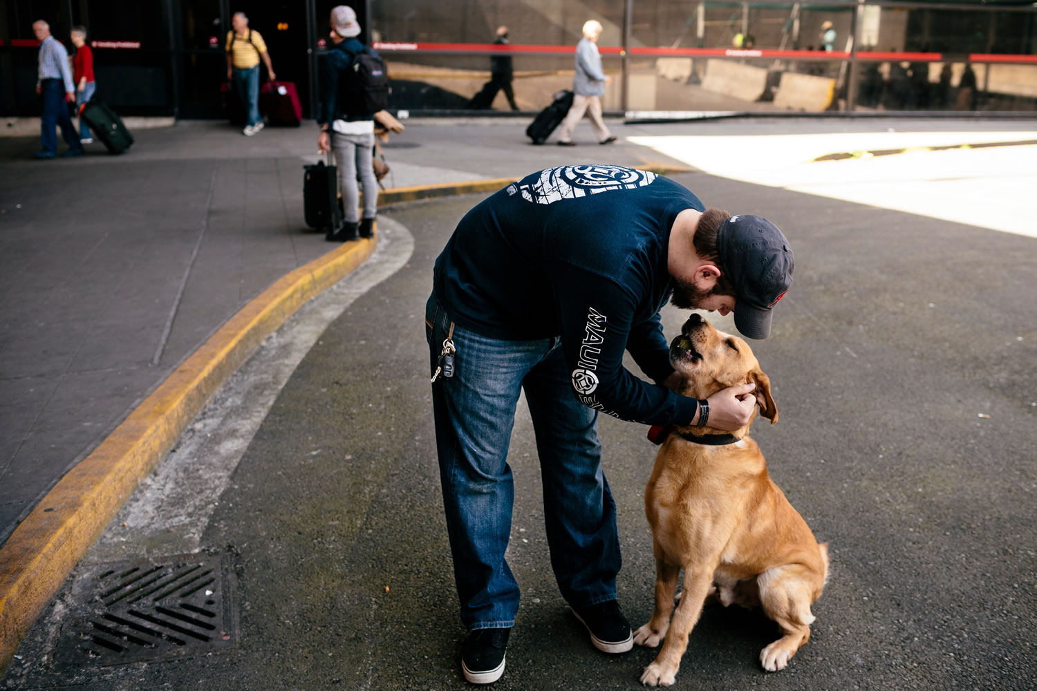 Photos by Jordan Stead /seattlepi.com
U.S. Marine Corps veteran Sgt. Deano Miller is reunited with military working dog Thor, a yellow Labrador whose first handler in Afghanistan Miller was, Thursday at Seattle-Tacoma International Airport in SeaTac.
