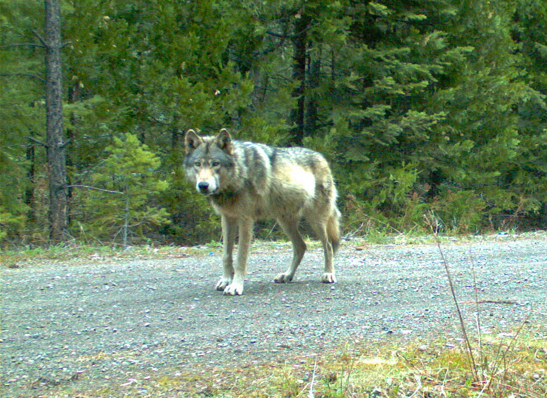 The Oregon Department of Fish and Wildlife says genetic testing from the University of Idaho shows the mate OR-7 found is a wild wolf and related to two packs in northeastern Oregon neighboring the Imnaha pack that OR-7 left in 2011 to find a mate.