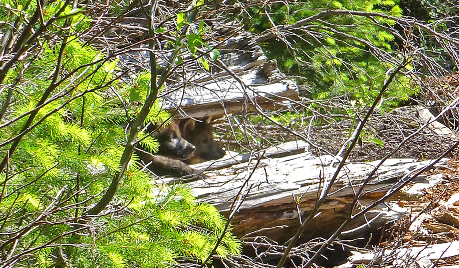 Two wolf pups fathered by Oregon's famous wandering wolf, OR-7, peer out from a den in the Cascade Range east of Medford, Ore.