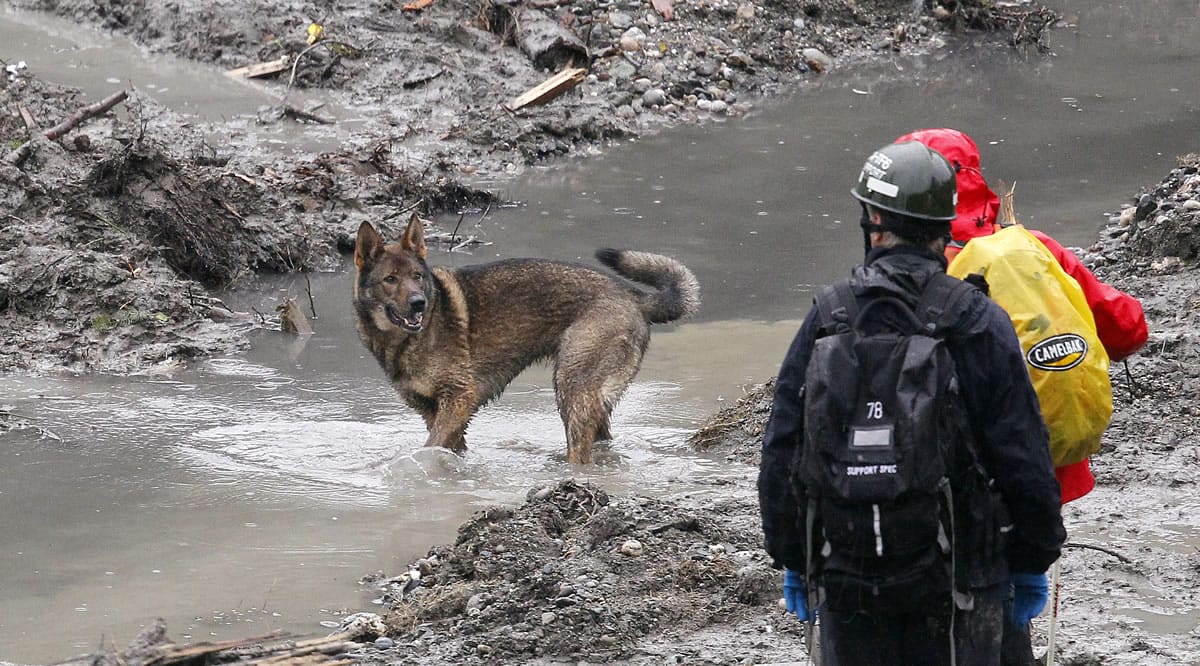 A search dog looks back at its handlers at the scene of a deadly mudslide Saturday in Oso.