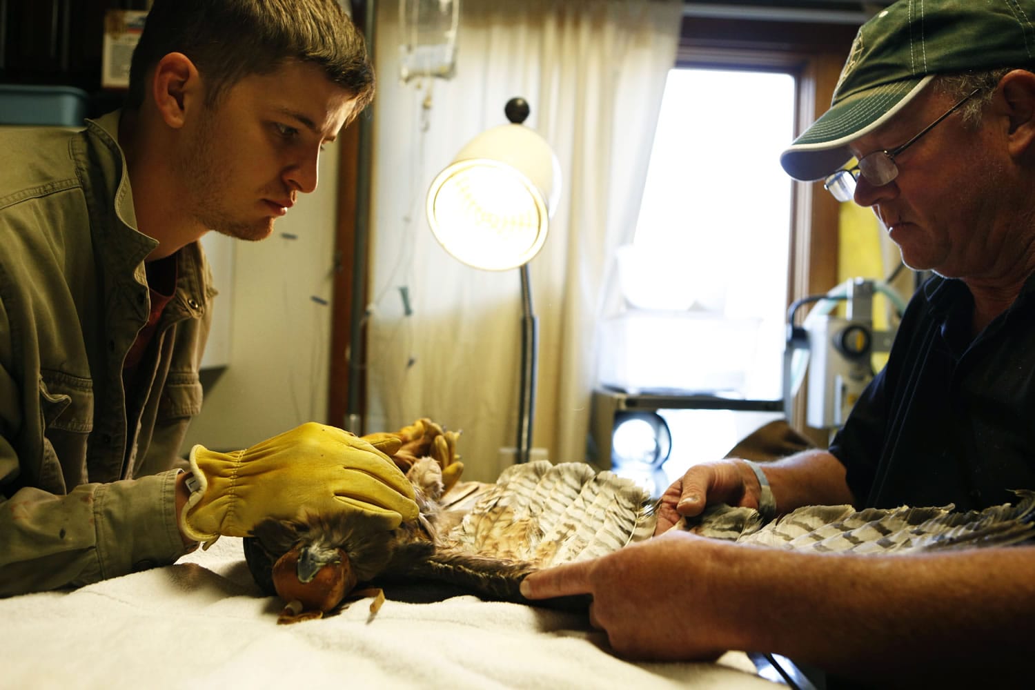 Jeff Cooney, right, prepares to bandage the wing of a red-tailed hawk with the help of volunteer Chris Wright at High Desert Wildlife Rehabilitation and Rescue in Bend, Ore.