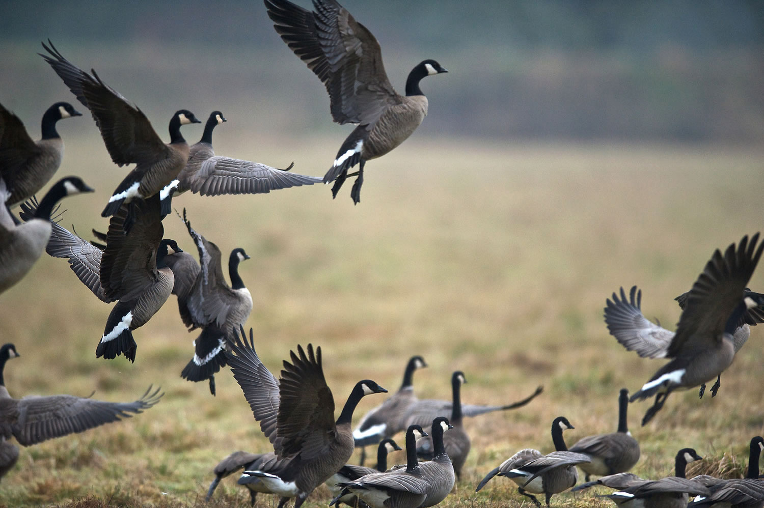 Canada Geese take flight at the Ridgefield National Wildlife Refuge.