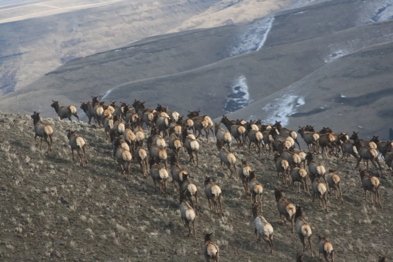Washington's survey also tallied elk on the Oregon side of state boundary.