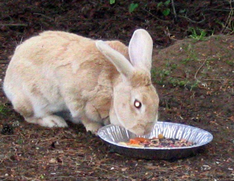 As a breed of rabbit prized for its meat, Harvey defied the odds, living its full natural life as a vagabond in Vancouver's Northwest neighborhood.