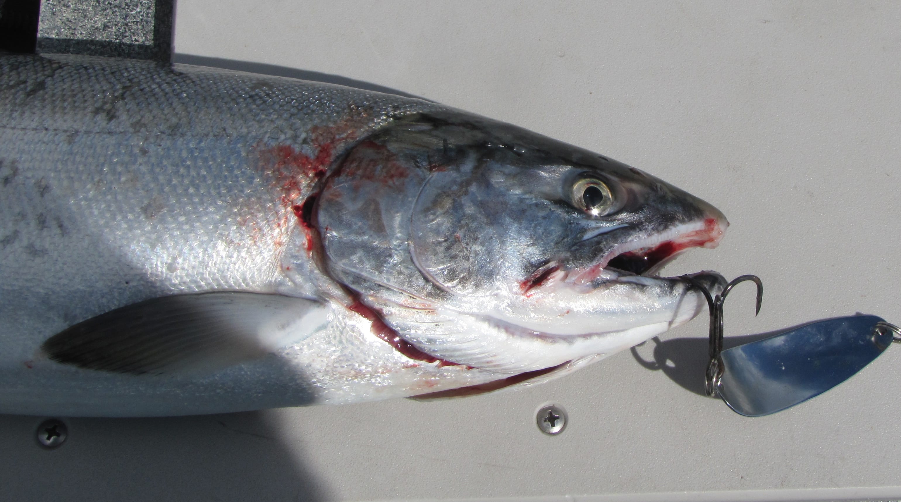 Coho catches in the Buoy 10 fishery at the mouth of the Columbia River were below expectations in August and September.
