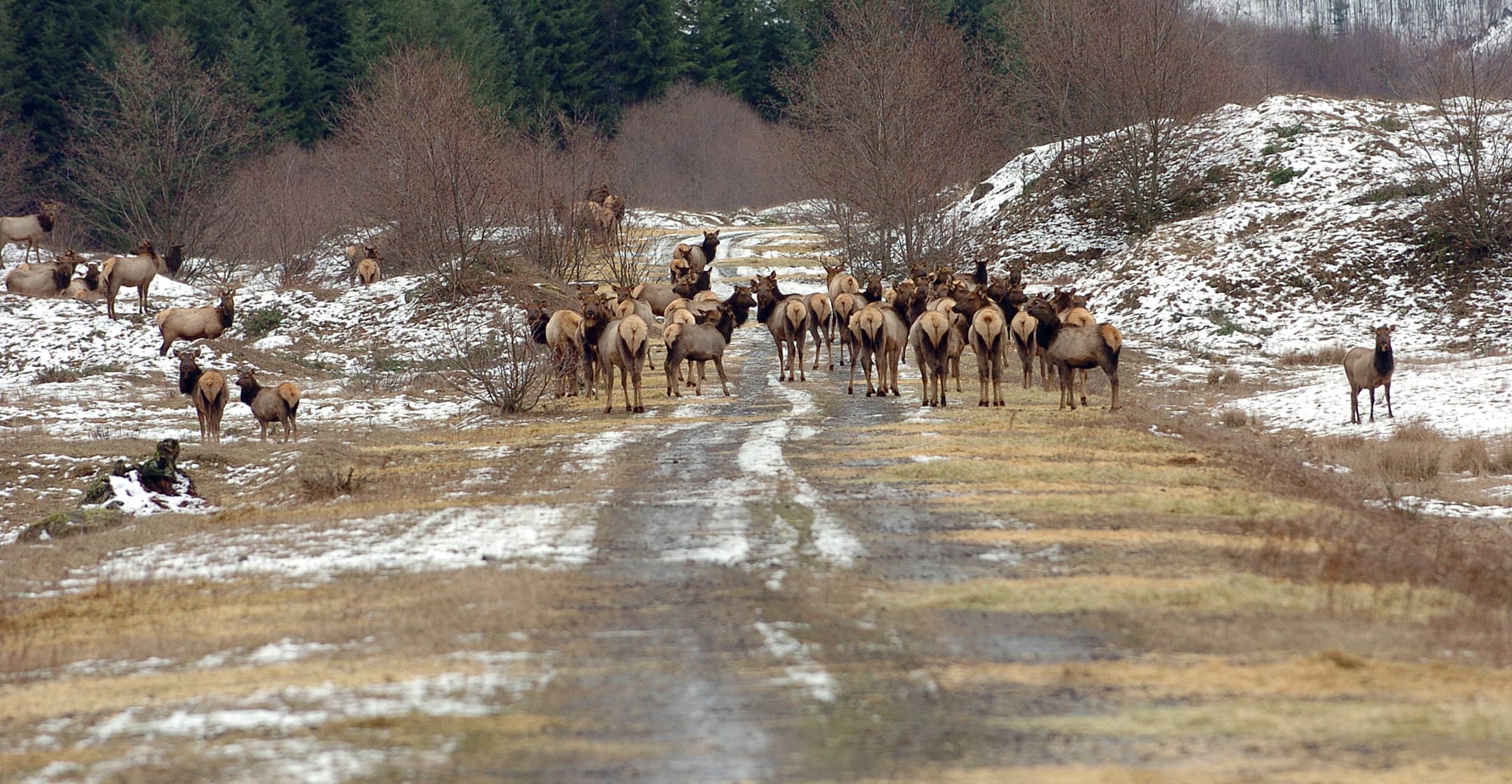 State wildlife officials started increasing the number of antlerless permits around Mount St.