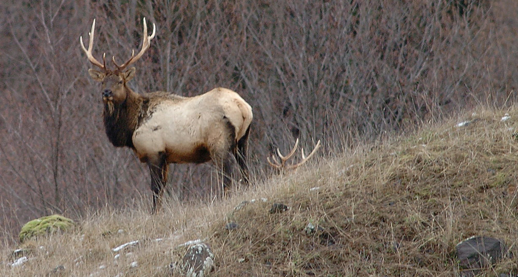 Researchers used a helicopter to capture 150 elk in five game units around Mount St.