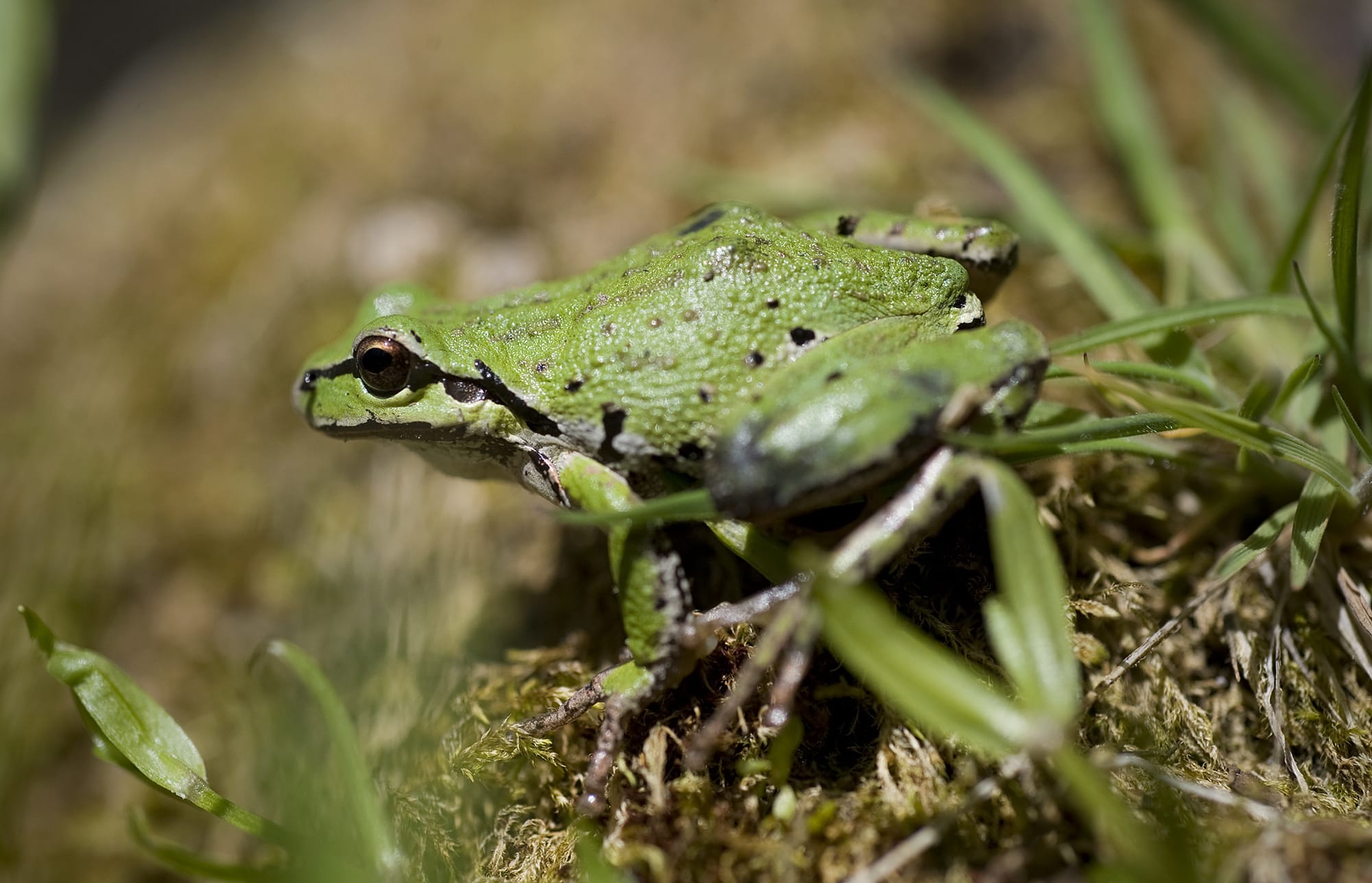 A Pacific tree frog is one of many creatures that will be identified during the 14th annual Critter Count on Saturday.