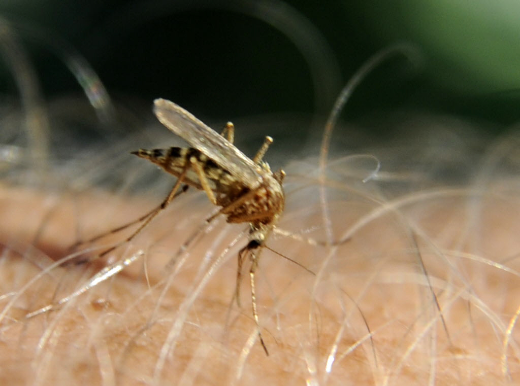 Now is a good time to reduce mosquito populations by removing standing water from around the home.