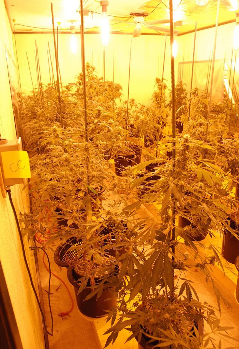 A warrant search at a Camas residence led to the discovery of a hidden indoor marijuana growing operation accessed by a hidden elevator.