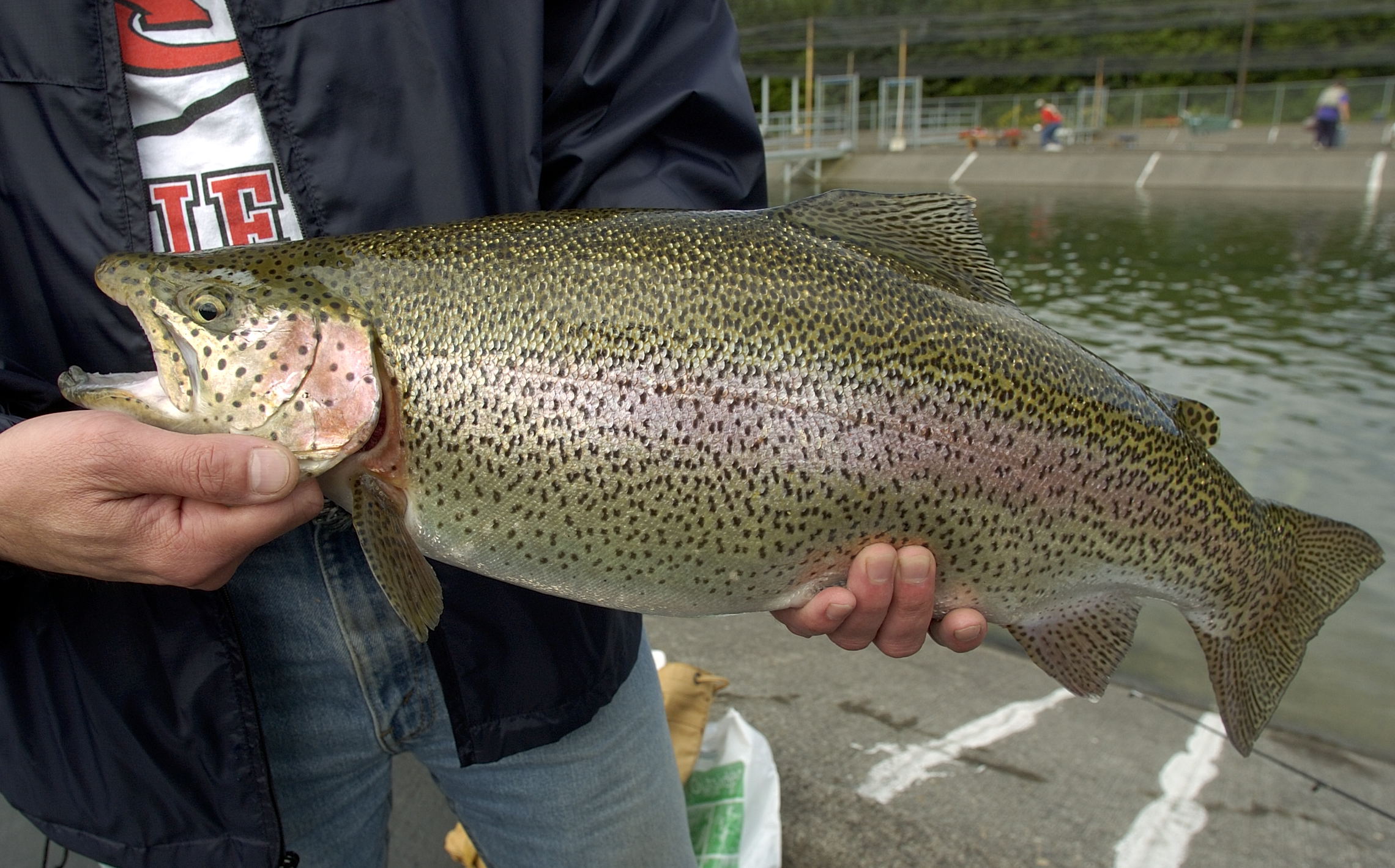 Not your typical rainbow trout.