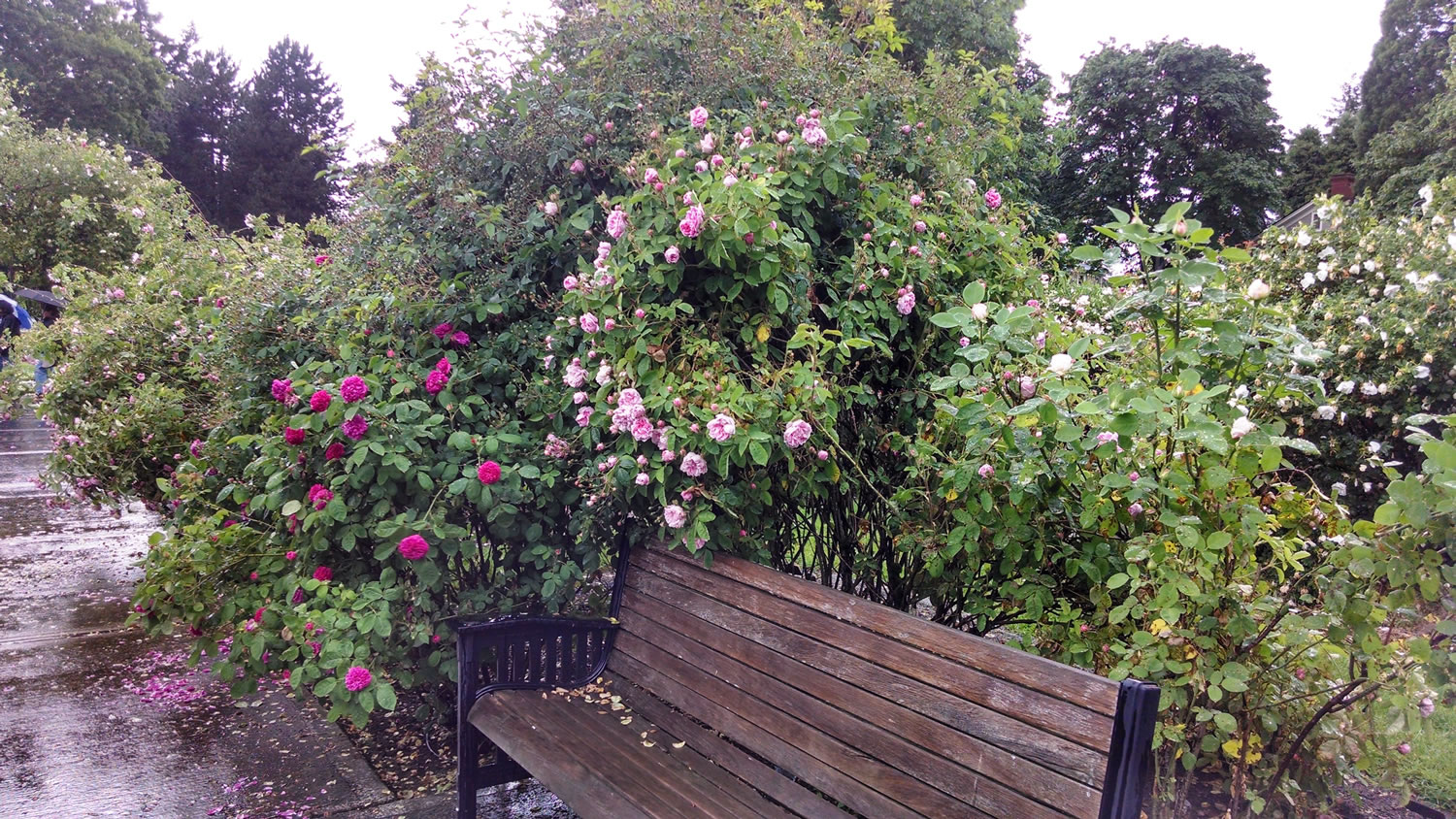 This photograph of the Old Garden Roses garden at the O. O.