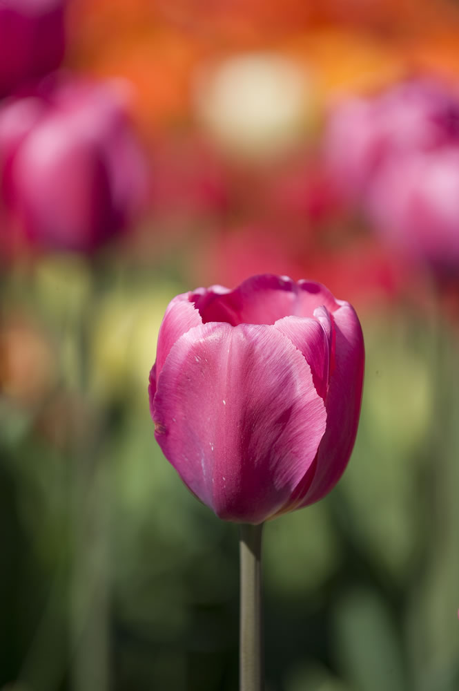 A Prime Time tulip was one of many on display at the Woodland Tulip Festival on April 19, 2009.
