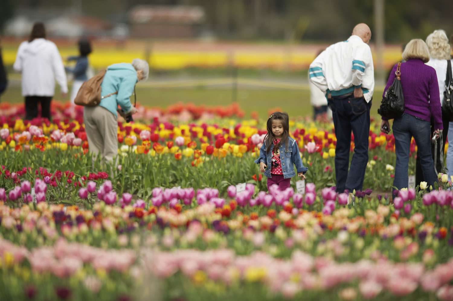 Visitors look at tulips at Holland America Bulb Farm in Woodland on April 15, 2012.