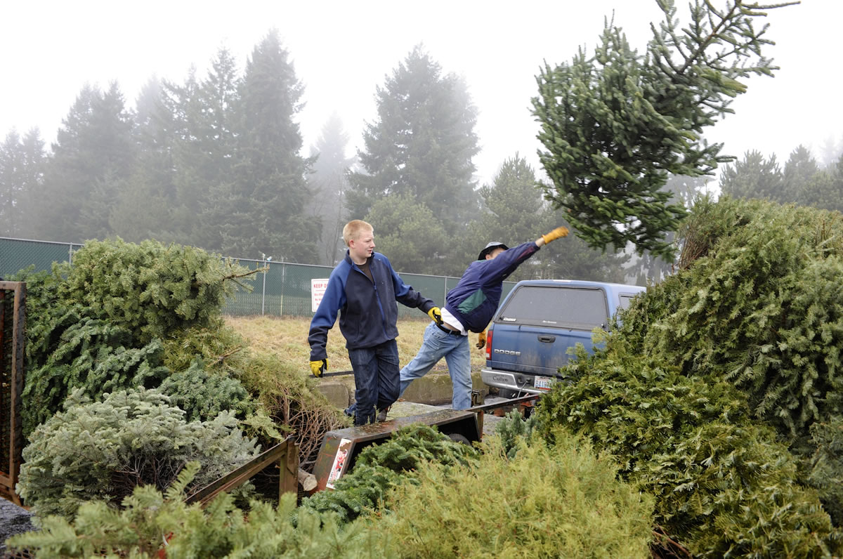 Jerard Moore, left, and Robert Withee unload Christmas trees at McFarlane's Bark during Boy Scout Troop 434's 2014 recycling drive last year.