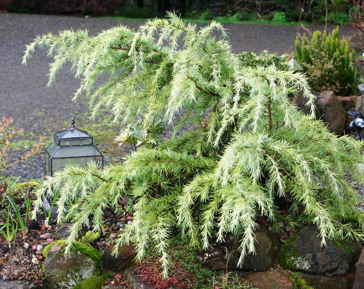 Robb Rosser
Dwarf conifers are the perfect garden accent, with four seasons of interest for every size of garden.