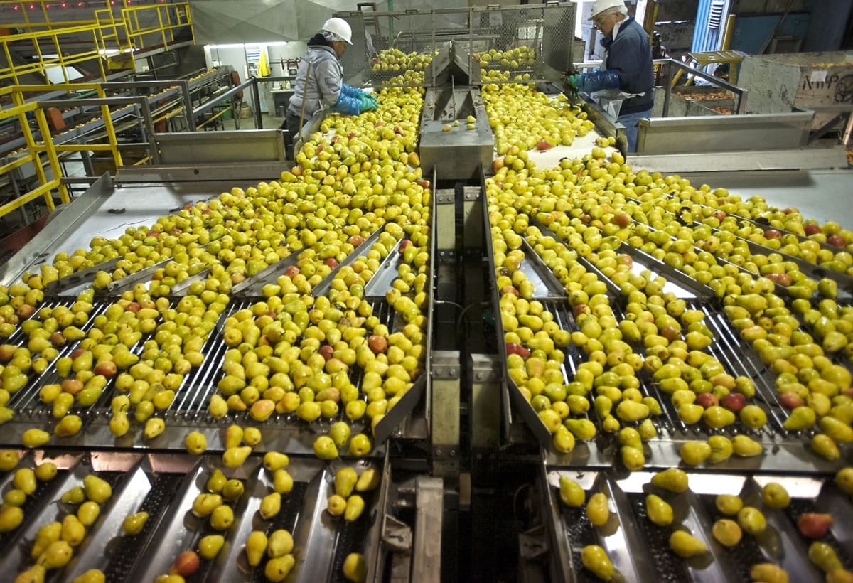 Workers sort pears at Northwest Packing  in 2013.