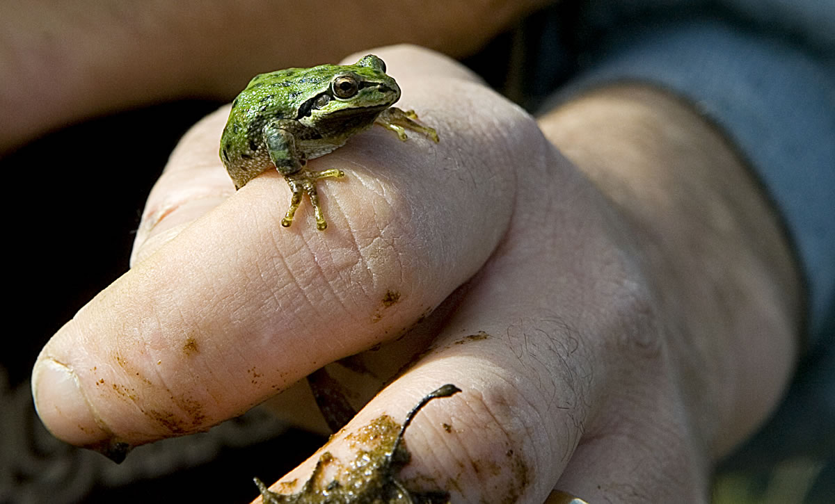 That's a Pacific tree frog on the finger of environmental scientist Peter Ritson, who leads an all-volunteer effort to monitor water quality and count amphibians and amphibian eggs all over Southwest Washington -- even inside neighborhood stormwater facilities.